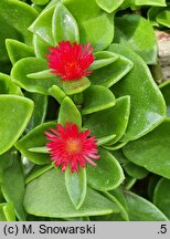 Aptenia cordifolia (aptenia sercowata)