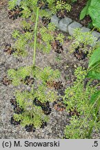 Aralia cordata (aralia sercowata)