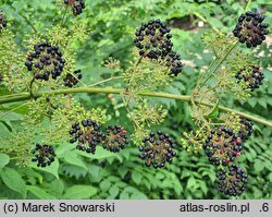 Aralia cordata (aralia sercowata)