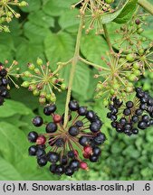 Aralia cordata (aralia sercowata)