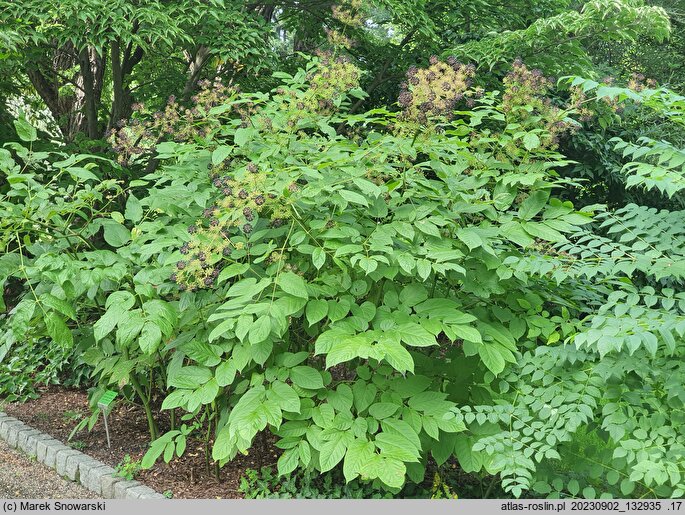 Aralia cordata (aralia sercowata)