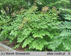 Aralia cordata (aralia sercowata)