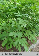 Aralia cordata (aralia sercowata)