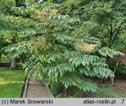 Aralia elata (aralia japońska)