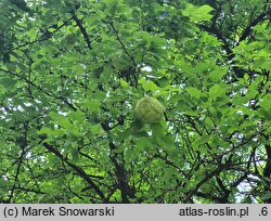Maclura pomifera (żółtnica pomarańczowa)