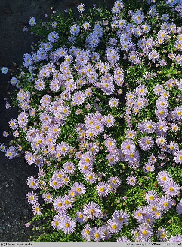 Symphyotrichum dumosum Blaubux
