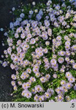 Symphyotrichum dumosum Blaubux