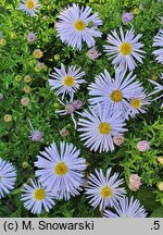 Symphyotrichum dumosum Blaubux