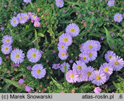 Symphyotrichum dumosum Lilac Time