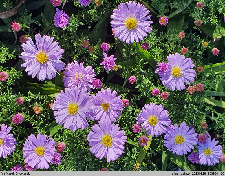 Symphyotrichum dumosum Lilac Time