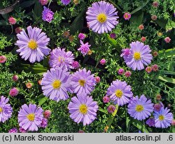 Symphyotrichum dumosum Lilac Time