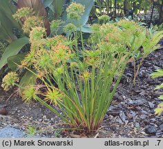 Cyperus alternifolius (cibora zmienna)