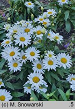 Leucanthemum maximum Broadway Lights Cream
