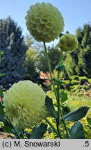Dahlia hort. Boom Boom Yellow