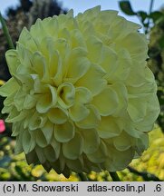 Dahlia hort. Boom Boom Yellow