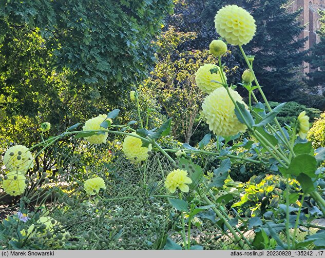Dahlia hort. Boom Boom Yellow
