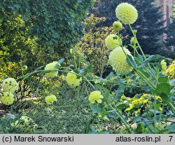 Dahlia hort. Boom Boom Yellow