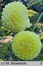 Dahlia hort. Boom Boom Yellow