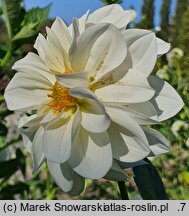 Dahlia hort. Boom Boom White
