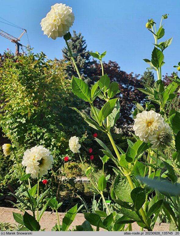 Dahlia hort. Boom Boom White
