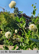 Dahlia hort. Boom Boom White