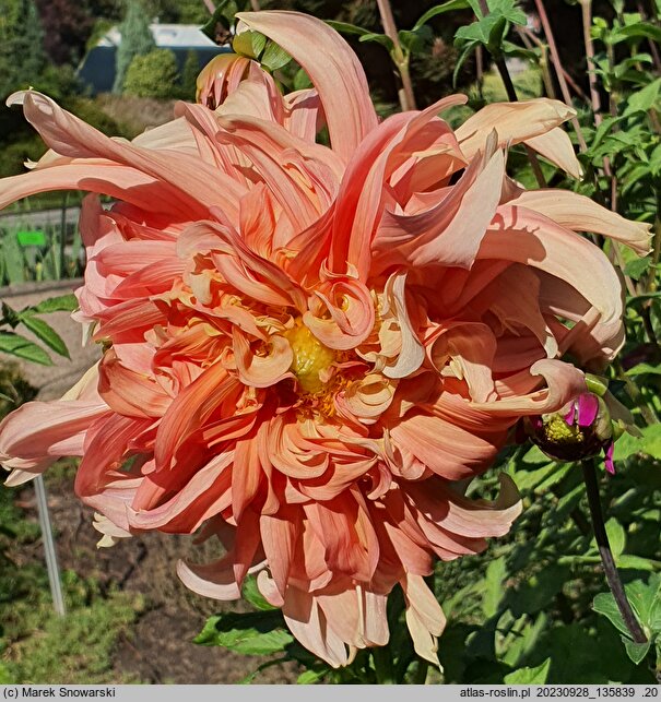 Dahlia hort. Teesbrooke Audrey