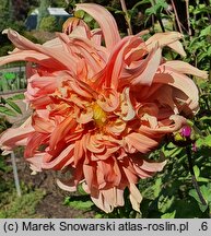 Dahlia hort. Teesbrooke Audrey