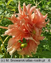 Dahlia hort. Teesbrooke Audrey
