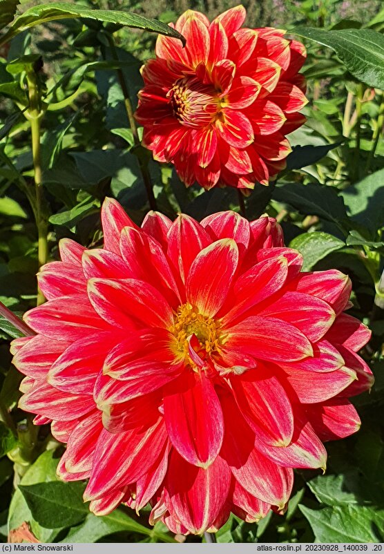 Dahlia hort. Garden Festival