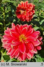 Dahlia hort. Garden Festival