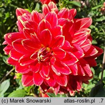 Dahlia hort. Garden Festival