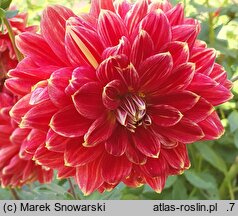 Dahlia hort. Garden Festival