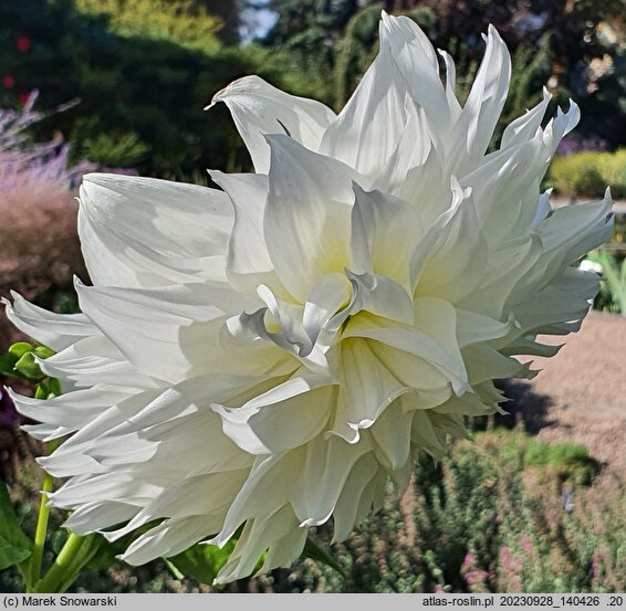 Dahlia hort. Fleurel
