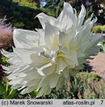 Dahlia hort. Fleurel