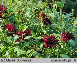 Dahlia hort. Nuit d'Ete