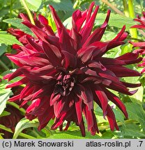 Dahlia hort. Nuit d'Ete