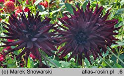 Dahlia hort. Nuit d'Ete