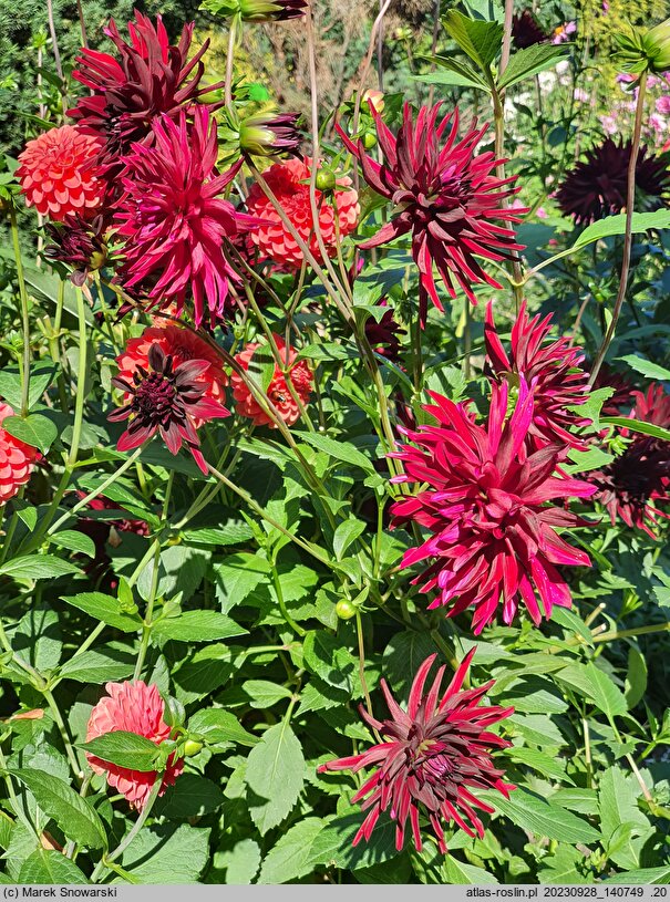 Dahlia hort. Nuit d'Ete