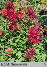 Dahlia hort. Nuit d'Ete