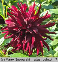 Dahlia hort. Nuit d'Ete
