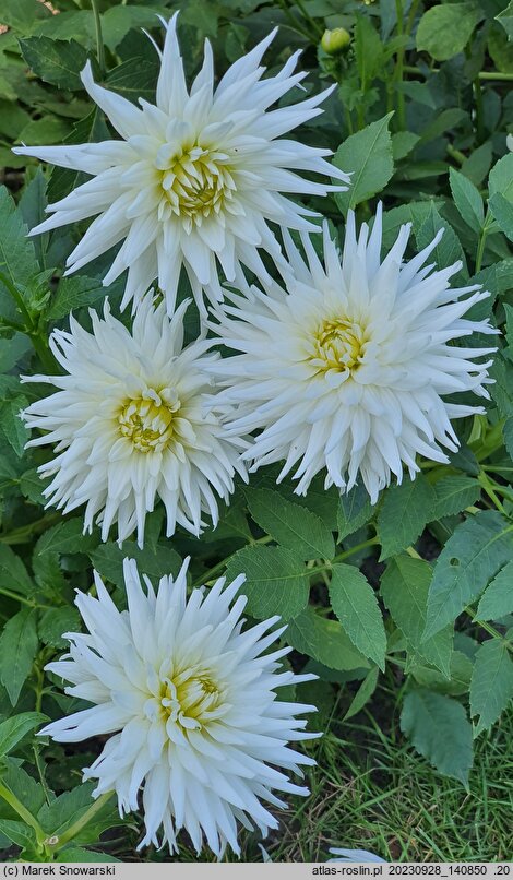 Dahlia hort. Playa Blanca