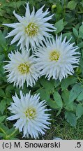 Dahlia hort. Playa Blanca