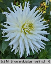 Dahlia hort. Playa Blanca
