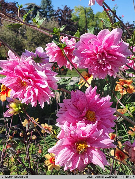 Dahlia hort. Bright Diamond