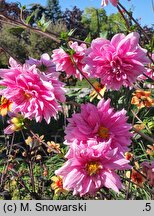 Dahlia hort. Bright Diamond