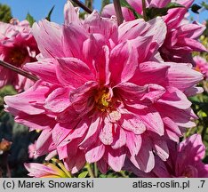 Dahlia hort. Bright Diamond