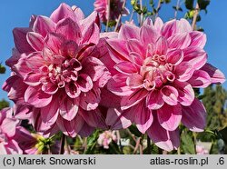 Dahlia hort. Bright Diamond