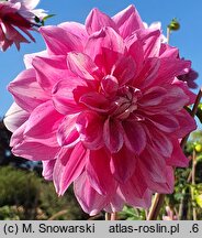 Dahlia hort. Bright Diamond