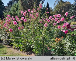 Dahlia hort. Bright Diamond