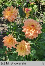 Dahlia hort. Melody Dora